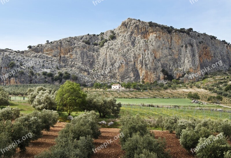 Farming Agriculture Olive Trees Spring Green Rural