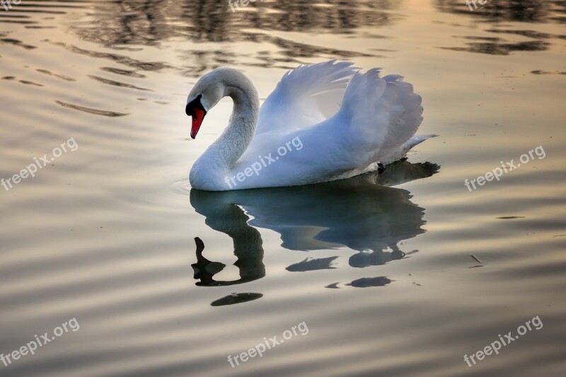 Swan Lake Water Nature Bird