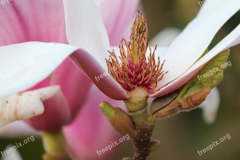 Magnolia Magnolia Blossom Detail Close Up Spring