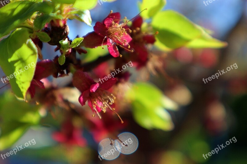 Apricot Blossoms Blossom Bloom Spring Nature