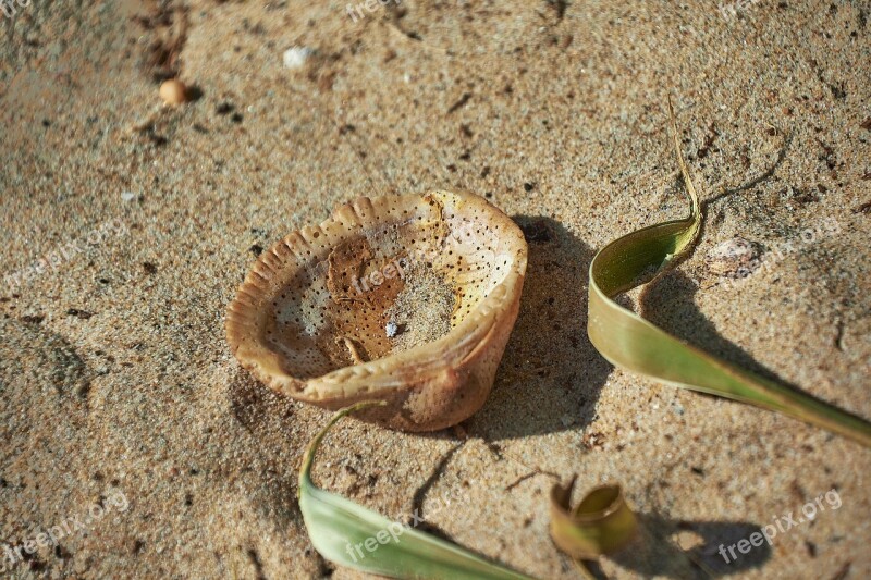 Sand Shell Beach Sea Ocean