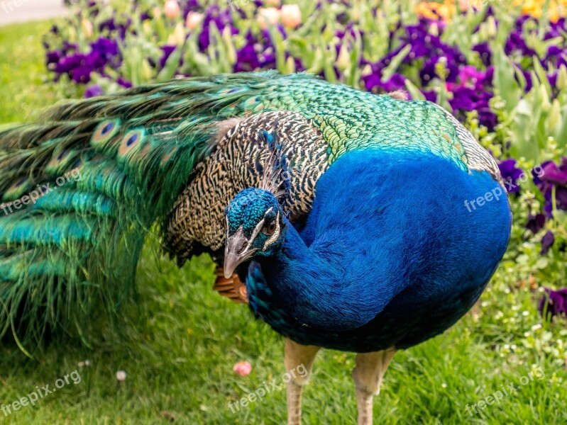 Peacock Feather Animal Colorful Zoo