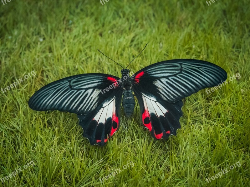 Butterfly Animal Colorful Caterpillar Nature