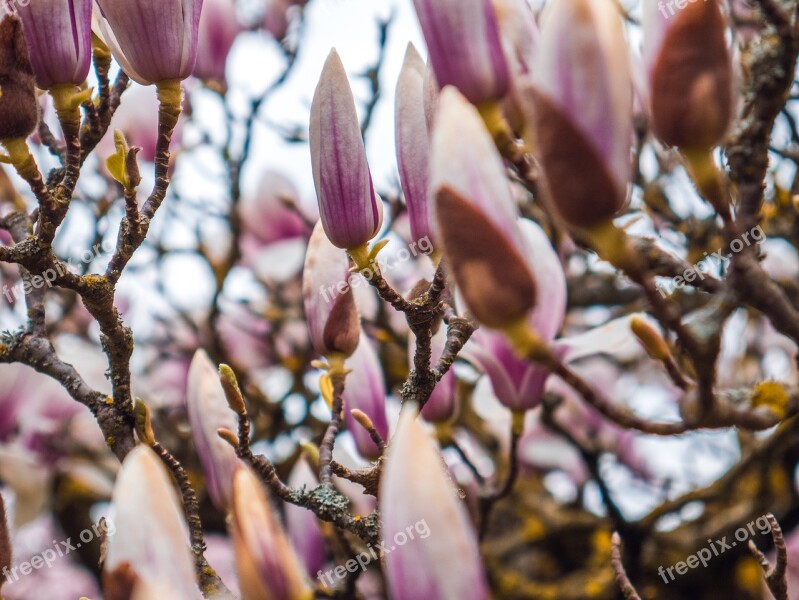 Magnolia Blossom Bloom Tree Spring