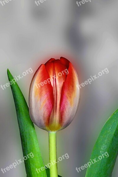 Tulip Flower Blossom Bloom Red White