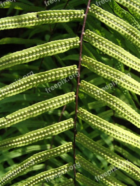 Plant Fern Leaves Free Photos