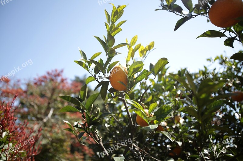 Tangerine Citrus Delicious The Natural Direction Hallabong