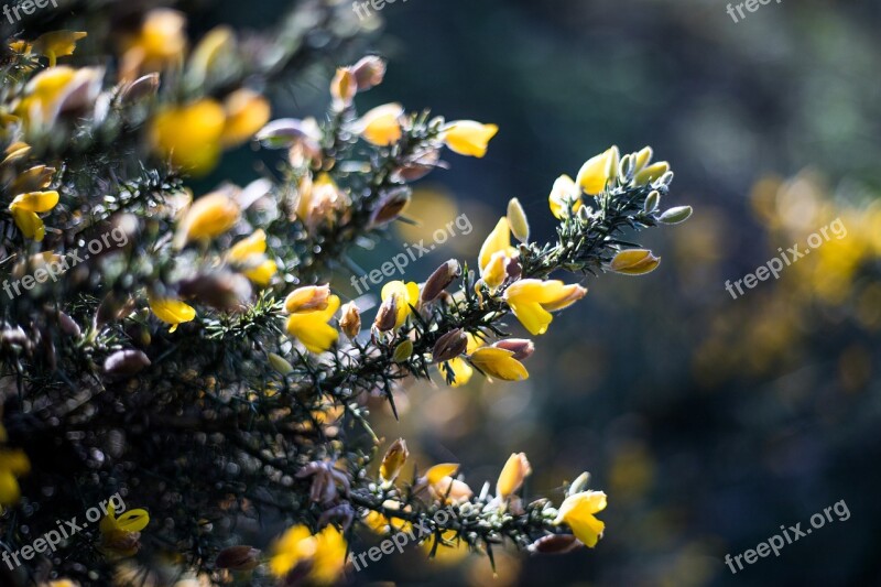 Gorse Bush Broom Yellow Blossom