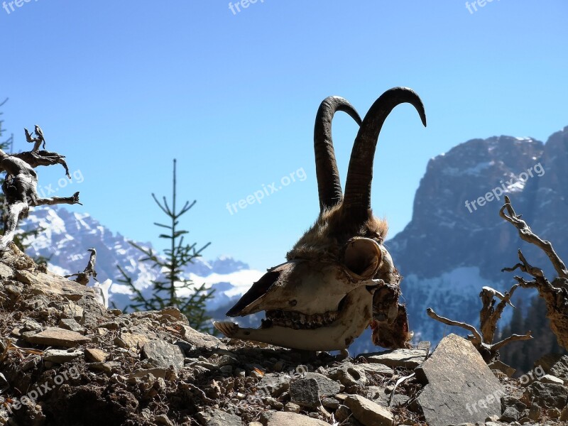 Chamois Skull Horns Antlers Horn