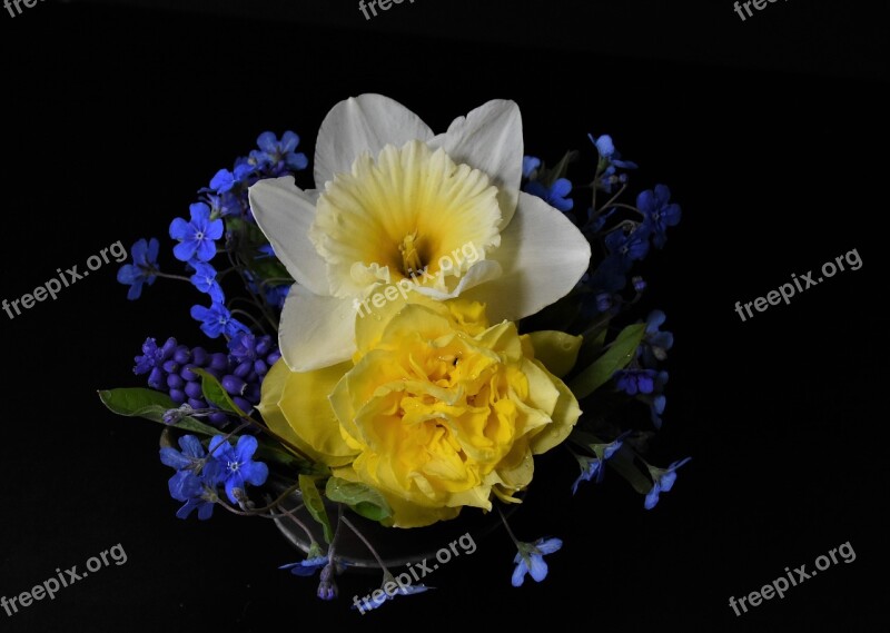 Forget Me Not Tulips Osterglocken Easter Still Life