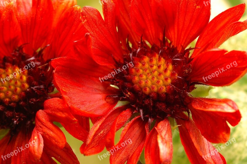 Zinnia Plant Flower Blossom Garden