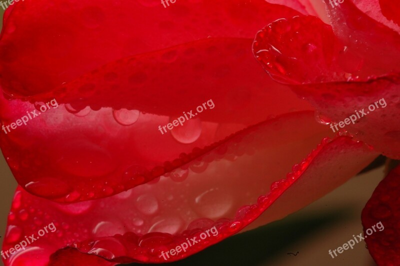 Petal Wet Petal Wet Raindrop Dew