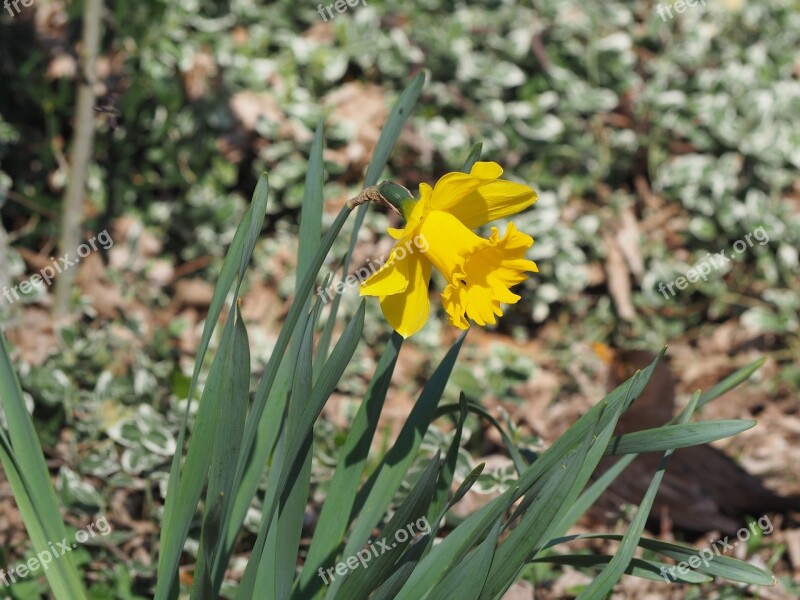 Spring Daffodil Yellow Flower Nature