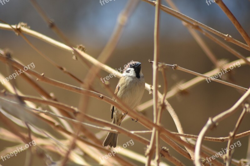 Sparrow Birds Brown Zoo Wing