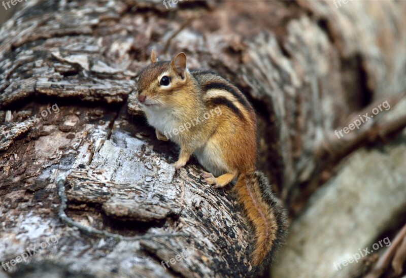 Animal Chipmunk Nature Wildlife Mammal