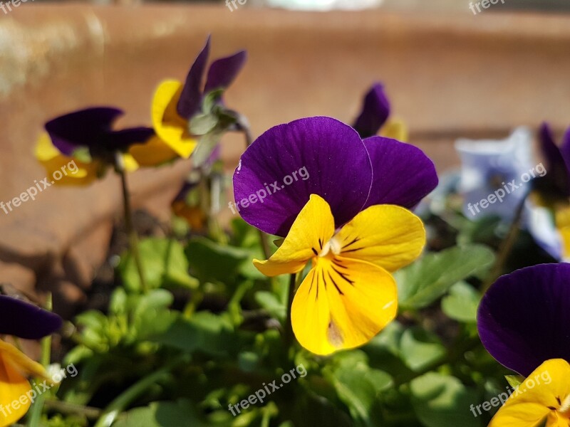 Pansy Flower Blossom Bloom Free Photos