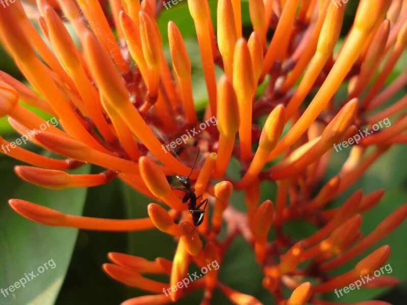 Flower Nature Ant Goldflame Honeysuckle Insect