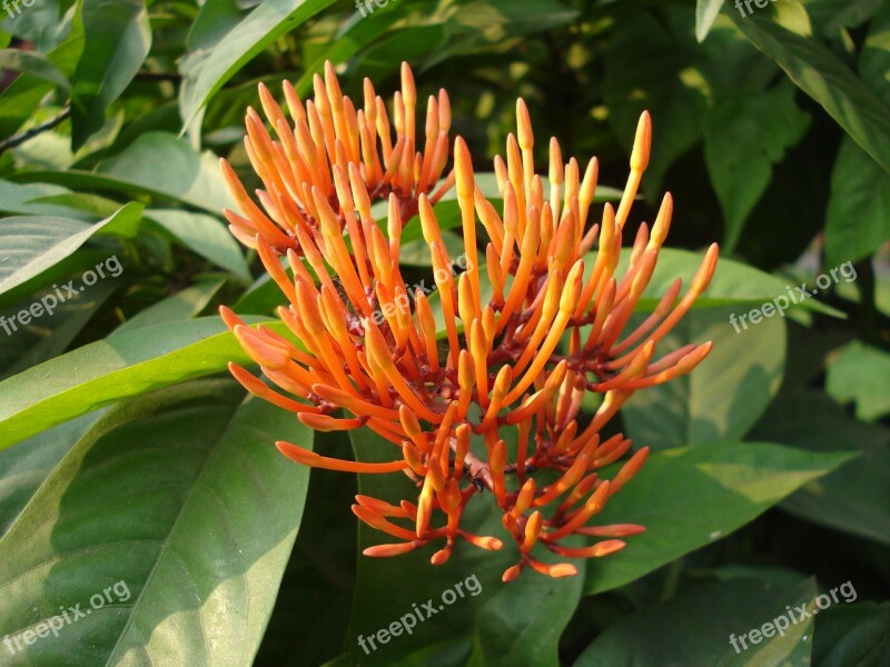 Flower Nature Bloom Goldflame Honeysuckle Bud