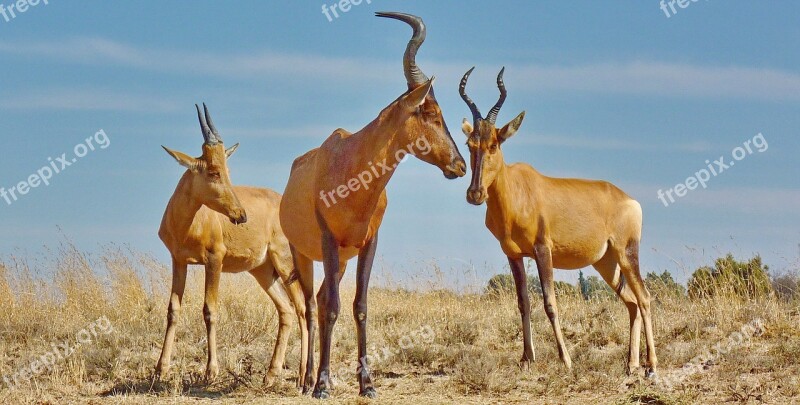 Red Hartebeest Antelope Hartebeest Mammal Africa