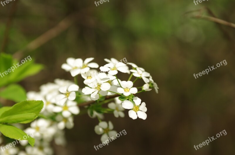 Flowers Wildflower Nature Plants Petal