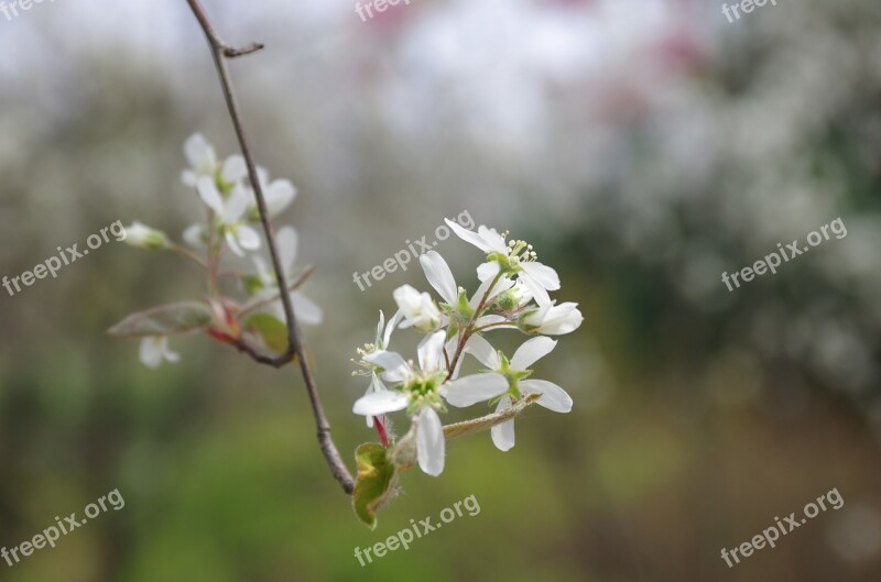 Flowers Wildflower Nature Plants Petal