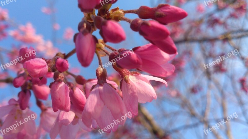 Spring Cherry Blossoms Pink Cherry Blossom Viewing Clear Skies