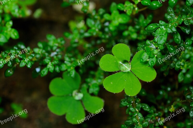 Dew Green Nature Water Garden