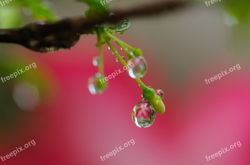 Waterdrop Flowers Plant Garden Water