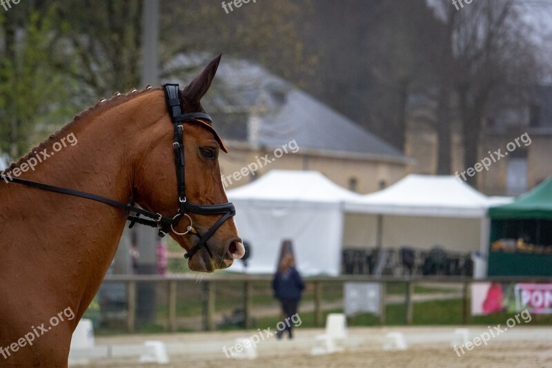 Horses Horse Nature Animals Western