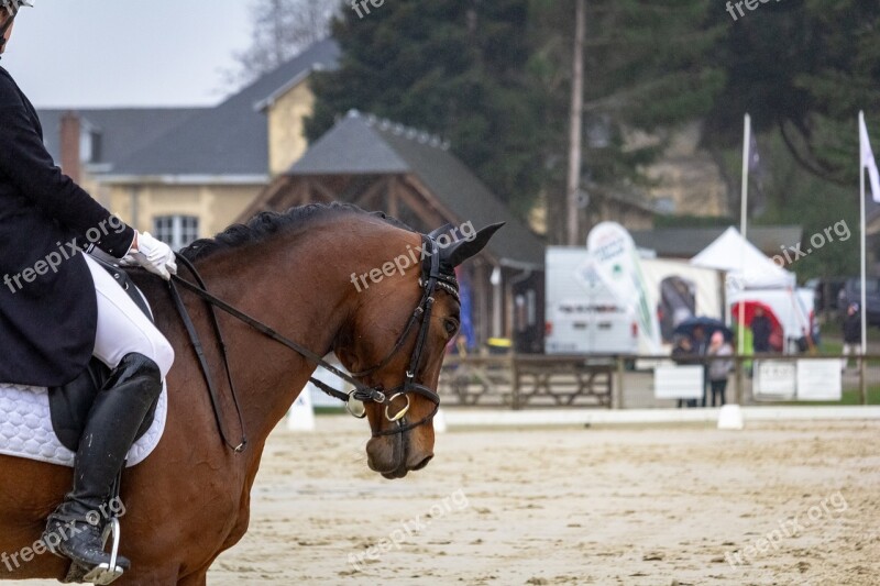 Horse Horses Dressage Pompadour Nature