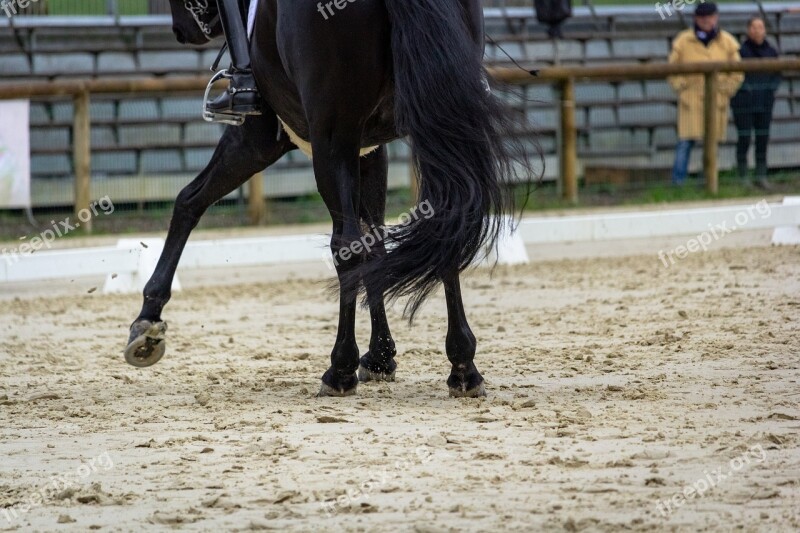 Horse Horses Dressage Pompadour Nature