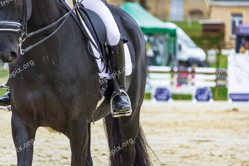 Horse Horses Dressage Pompadour Nature