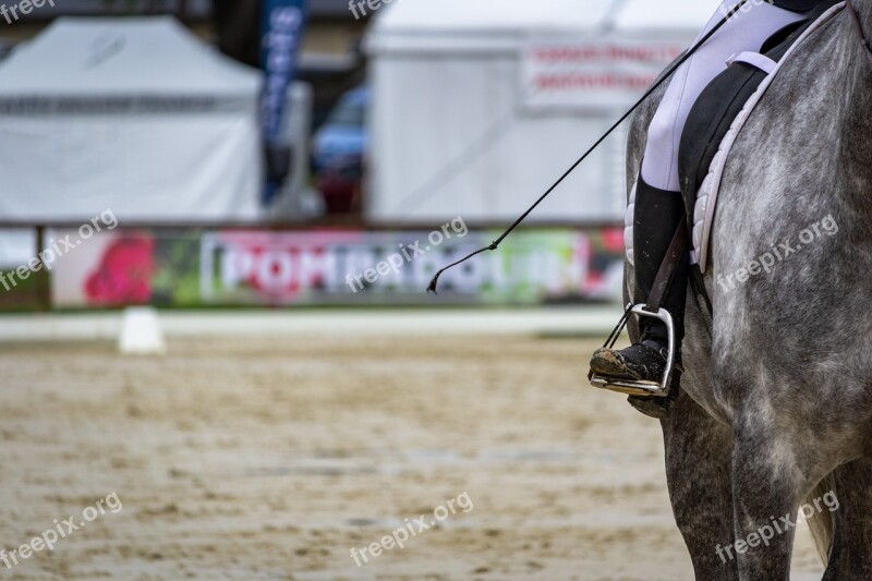 Horse Horses Dressage Pompadour Nature