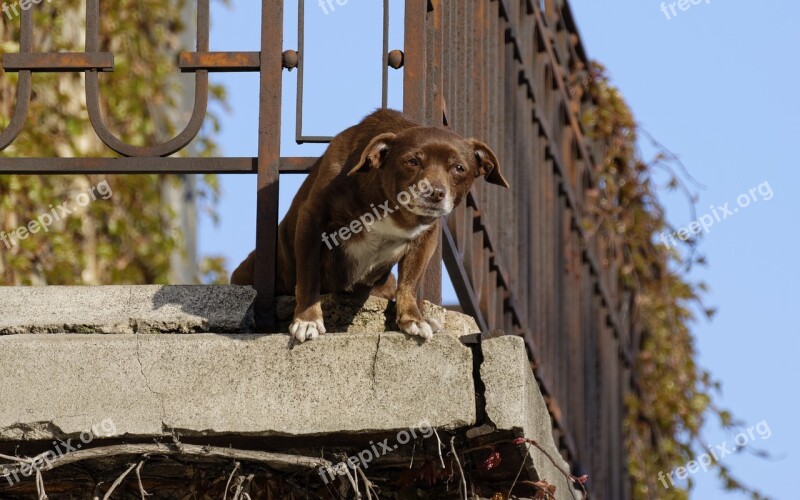 Dog Balcony Home On Brown