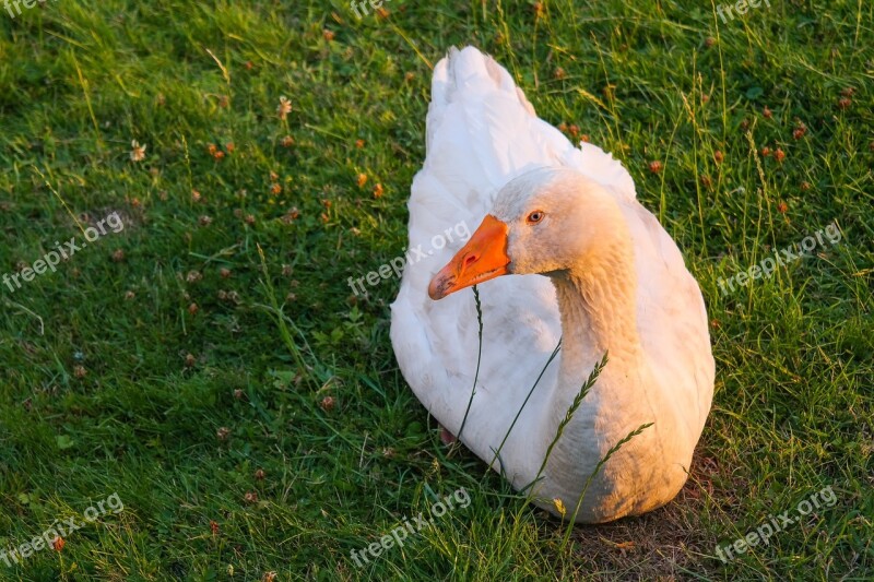 Goose Bird Poultry Domestic Goose Bill