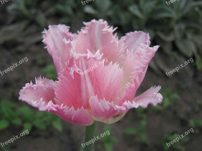 Spring Pink Flowers Tulip Bloom