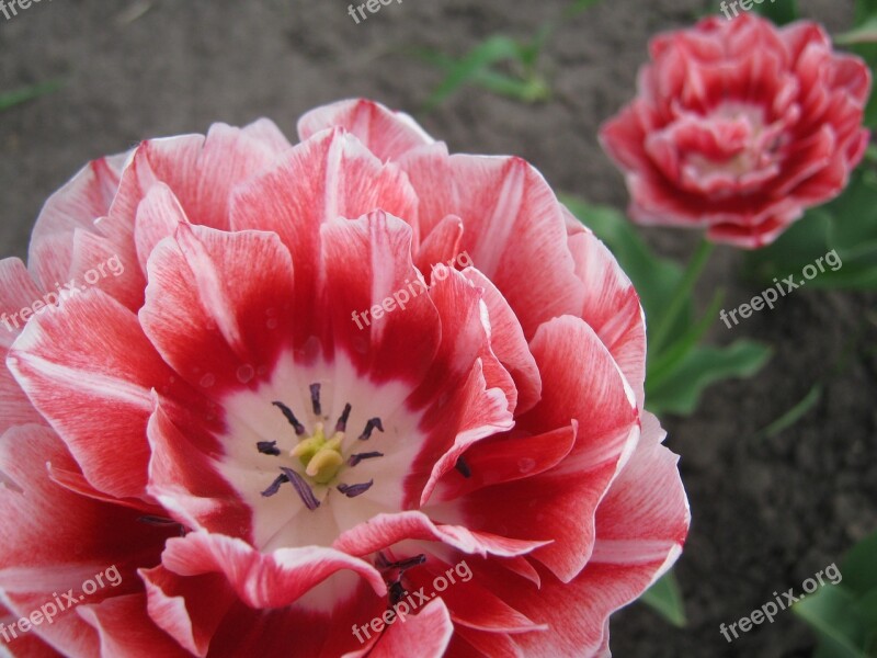 Spring Pink Flowers Nature Garden