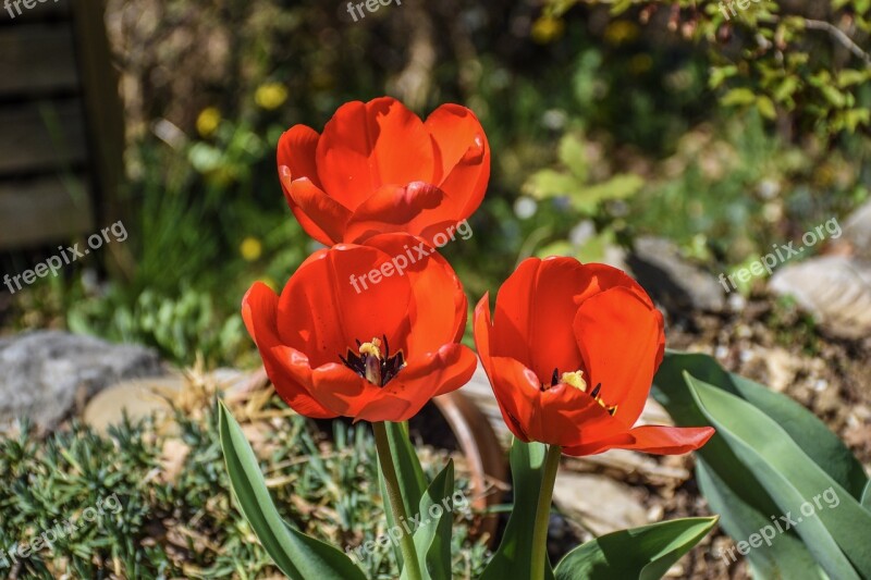 Flowers Blooming Red Colorful Petals