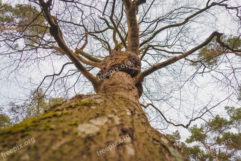 Forest Tree Darß Sky Baltic Sea