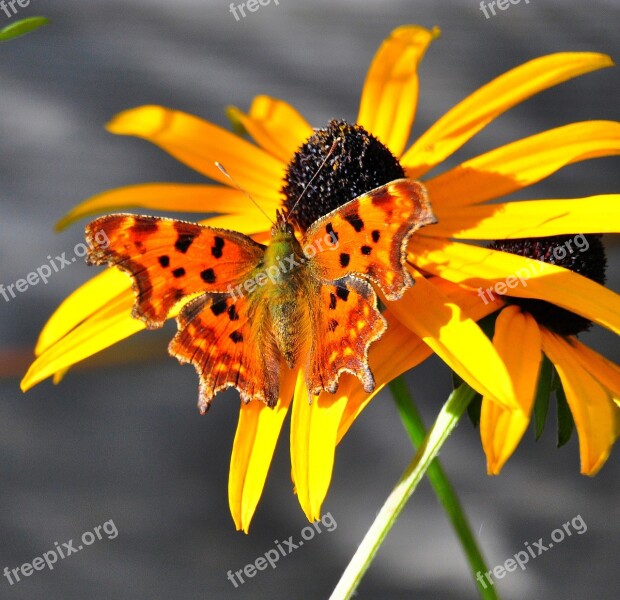 Butterfly Yellow Flowers Nature Insect