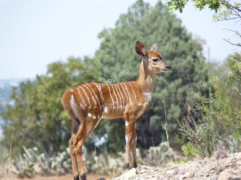 Nyala Antelope Mammal Africa Animal