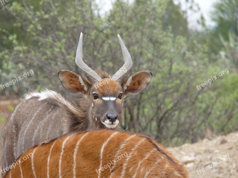 Nyala Antelope Males Bock Mammal