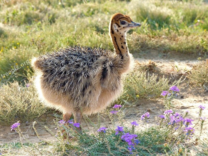 Strauss Bouquet Africa Südfafrika Nature