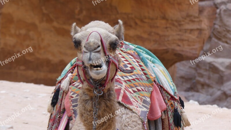 Camel Animal Mammals Animal World Of Desert