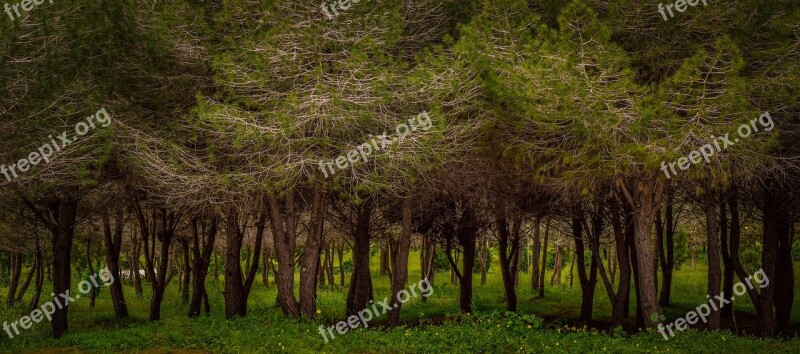 Trees Park Nature Landscape Forest