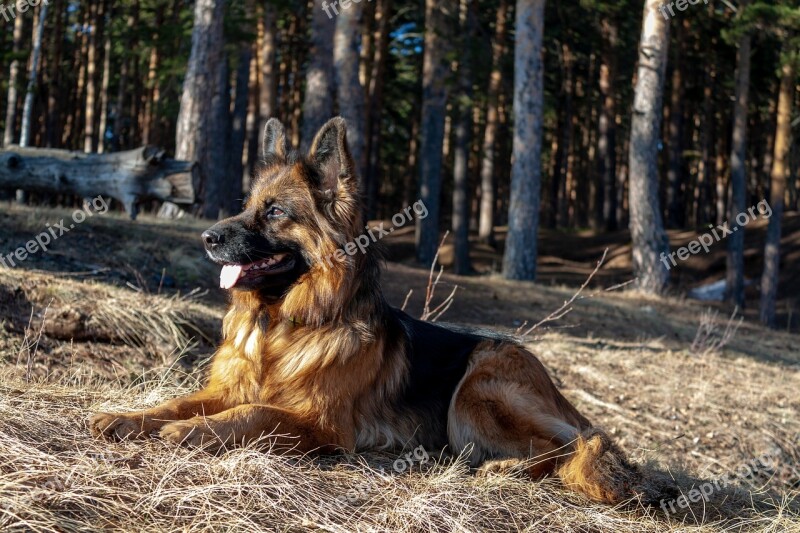 German Shepherd Dog Shepherd Nature Eyes