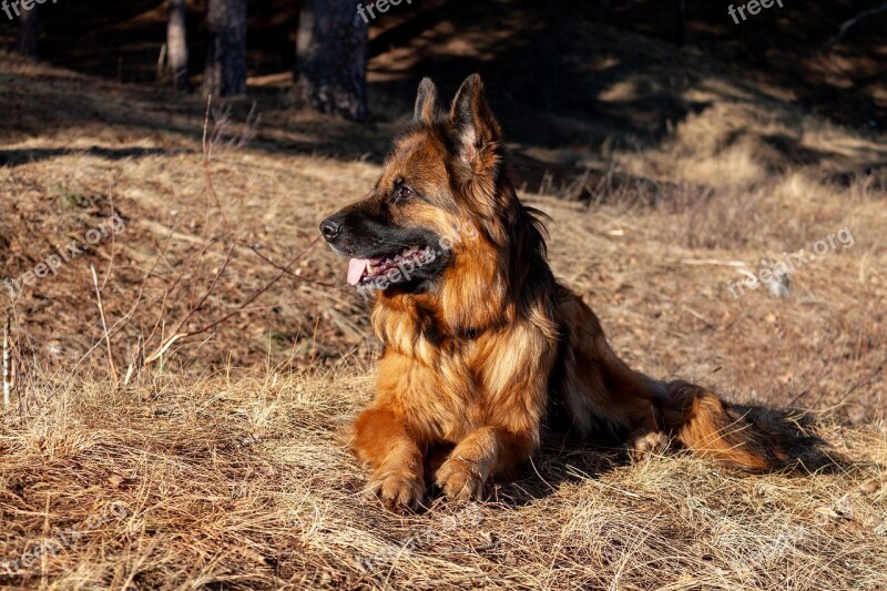 German Shepherd Dog Shepherd Nature Eyes