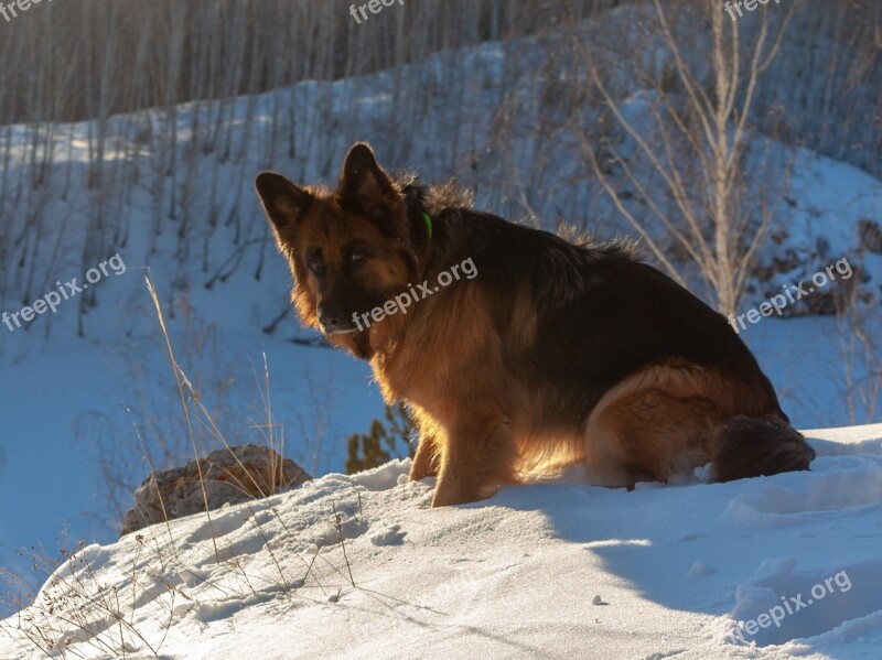 German Shepherd Dog Shepherd Nature Eyes