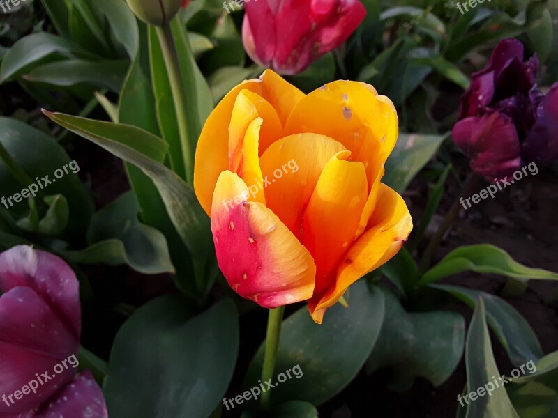 Tulip Nature Green Plant Flora