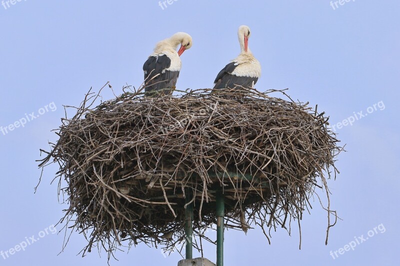 Stork Bird Nest Freshman A Couple Of